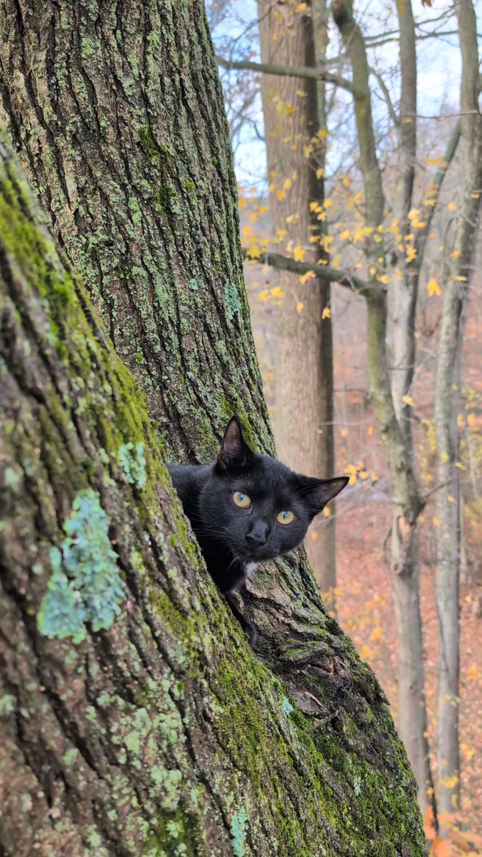 Meet Ghost! 👻😻 He snuck out last night and has been regretting that decision ever since 😹

He's a lucky boy because I was supposed to be at another cat-in-a-tree rescue 2.5 hours northeast in Lakewood NJ! Luckily, that cat came down low enough this morning where her owners