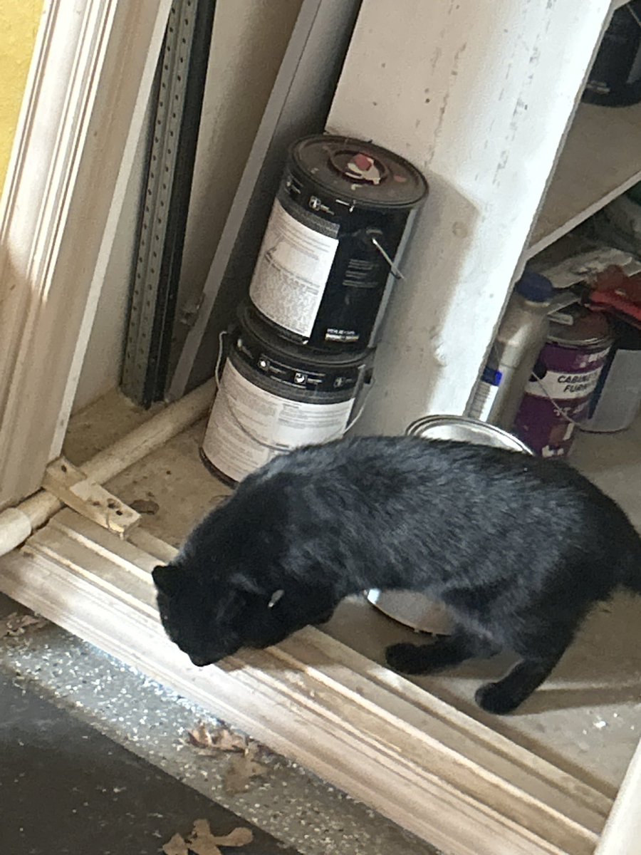 Do I count as a gym fur (my cat is inspecting my neighbor’s paints)