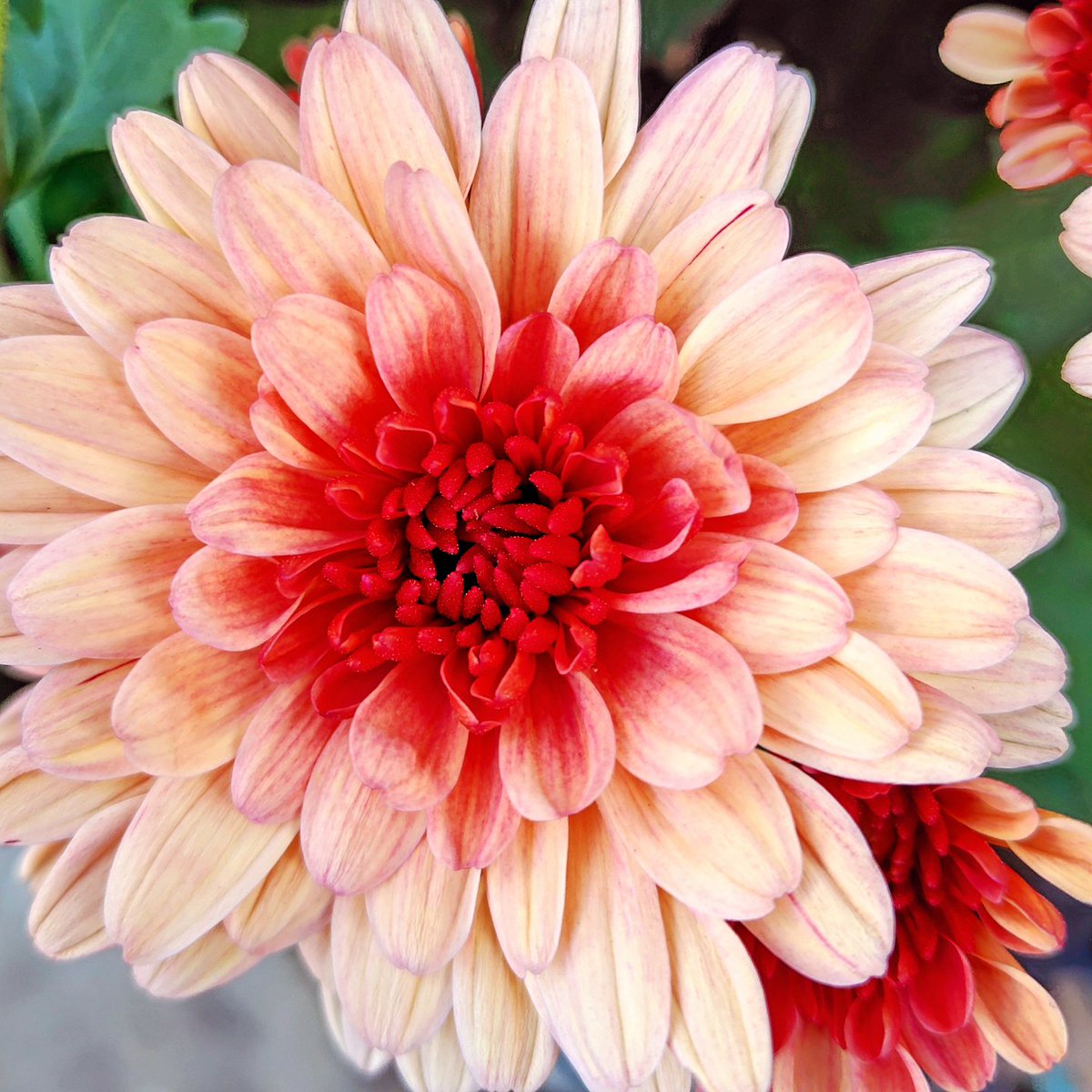 おはよ🩷免許更新で神田まで行くけど､マイナンバー導入のせい?で､要予約&amp;バーコード事前ダウンロードって~システム変わっててメンドイw
健康保険証のドタバタも呆れるが､政治家の横やりアレンジでマイナンバーカード必要性の意味すらすでにマボロシ~の現状w
消えたコウロギ男!反省~してるわけないw