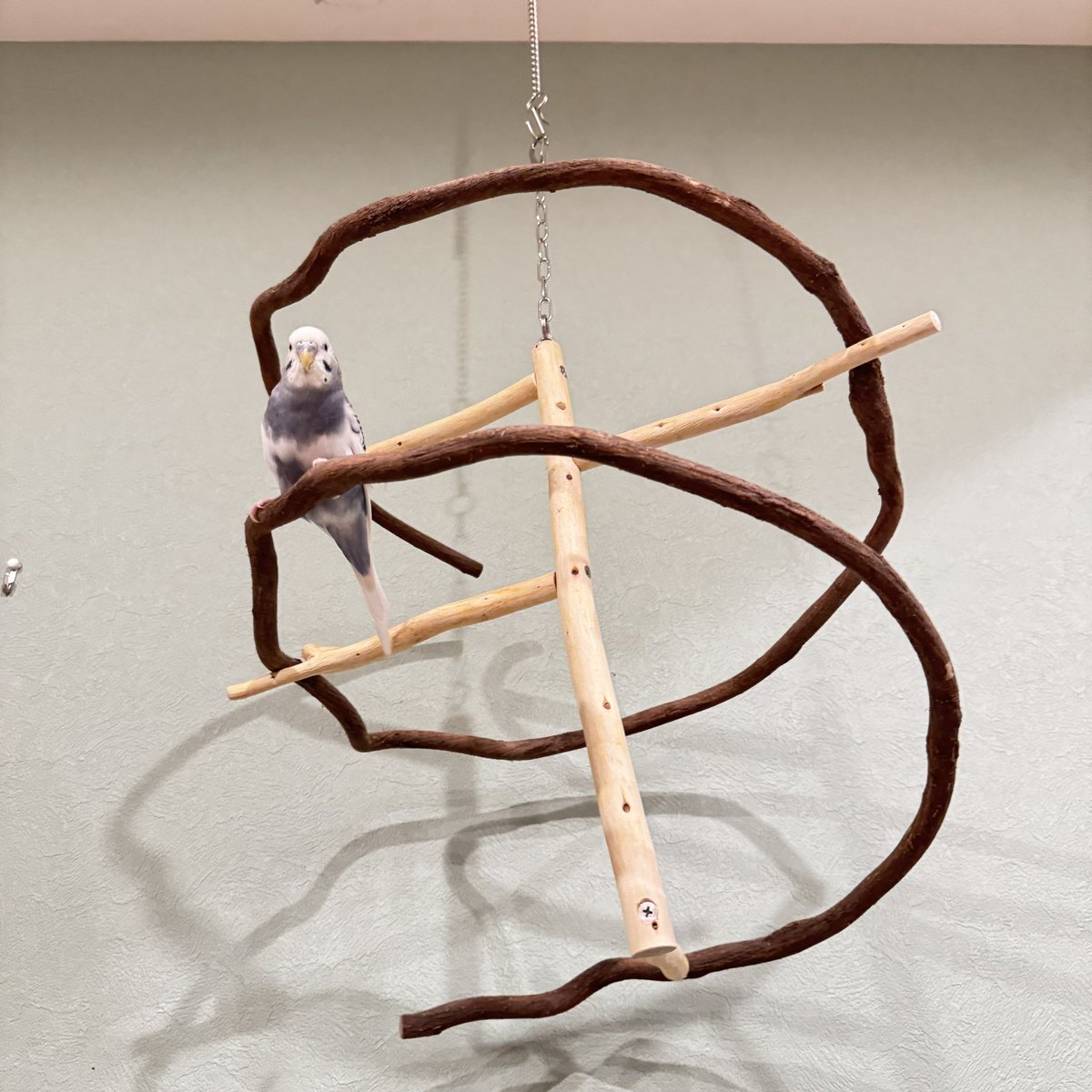 ひよこ豆@鳥豆堂【バードアスレチック・カクタスパーチ