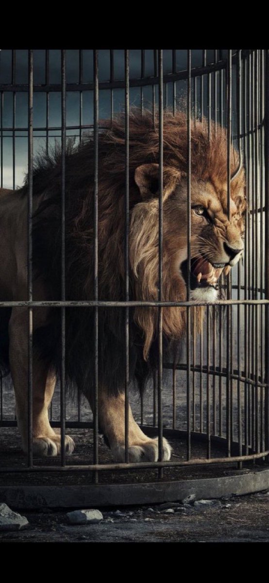 الإخوان المسلمون مثل الأسد
هو سيد الغابة
وهو نائم 
وهو مريض
وهو في القفص