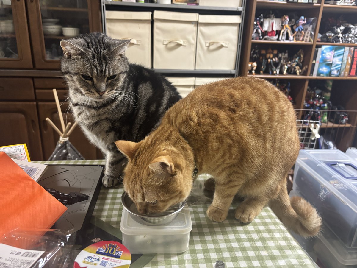 ちゃとら 茶トラ