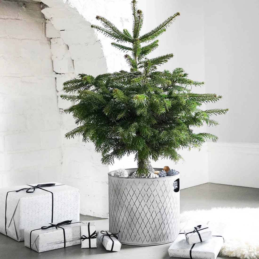 Indoor Christmas Tree Bucket in Zinc with Free Delivery

Shop now at charltonisland.com

#christmastreedecorating #christmastreebucket #christmastrees #christmastreedecor #christmastreedecorations #christmastreeideas