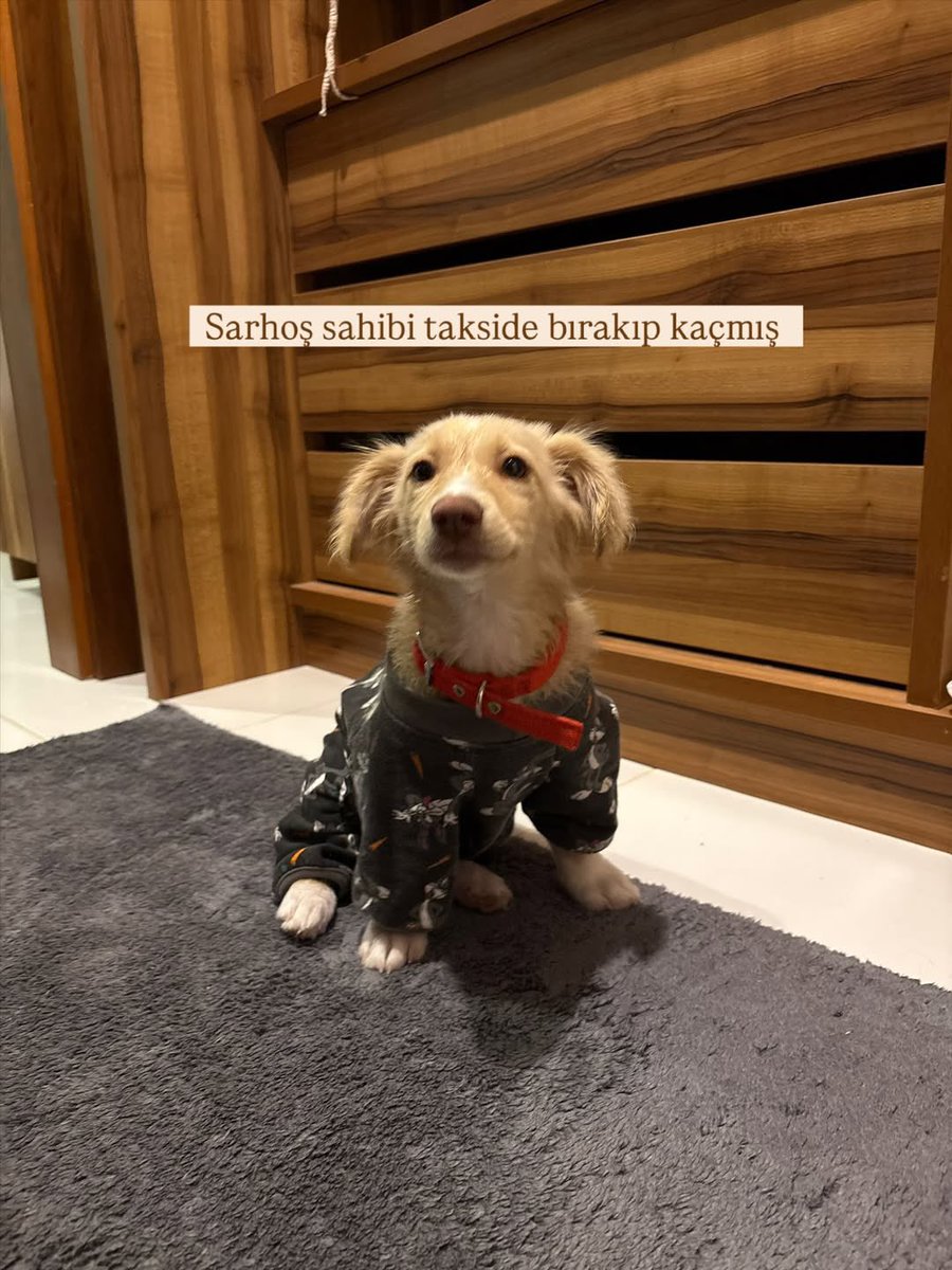 patiarkadas's tweet image. Sarhoş sahibi takside bırakıp kaçmış 🥺 Bir notla dükkana bırakıldı 3 aylık erkek. Çipi yok sahibine de ulaşılamadı. Geçici korumada. Çorlu İstanbul arası ömürlük yuva arıyoruz. #istanbul 

İnstagram @sahipsizpati 

#SokakHayvanlarıSahipsizDeğil