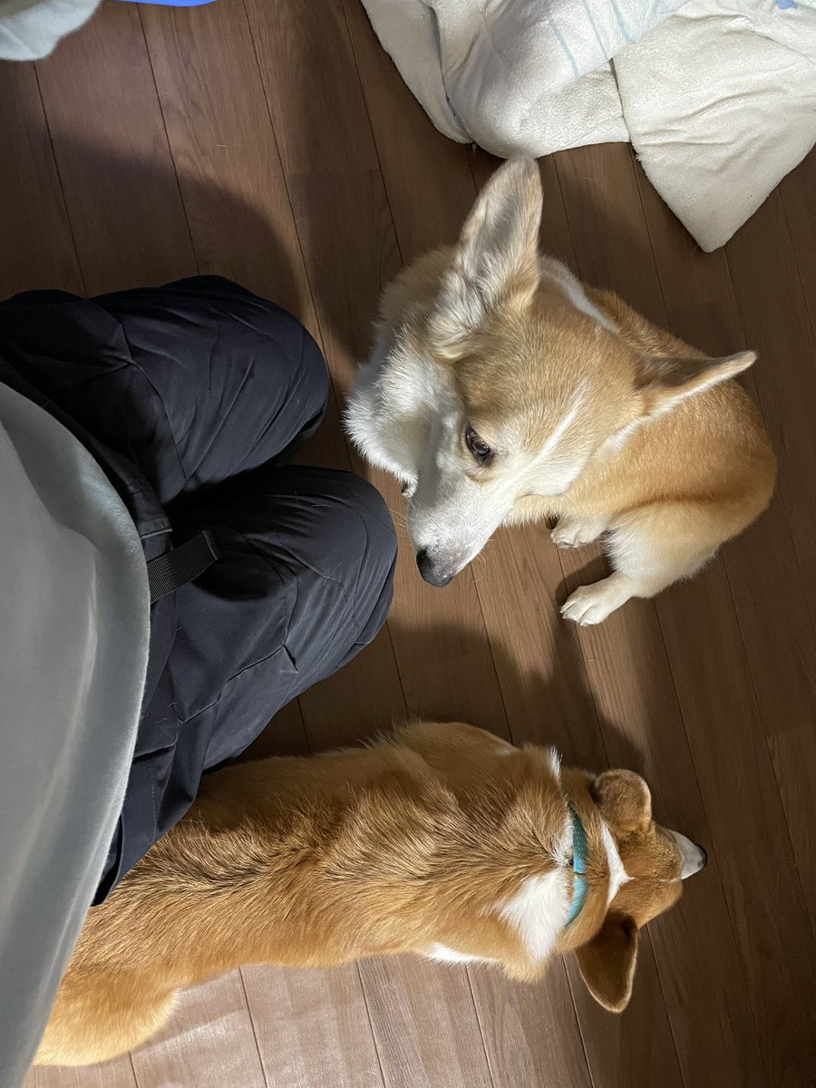 Ps5LiiGOwFeNhfa's tweet image. 集合！
#corgi
#コーギーぎんつむ
#コーギー