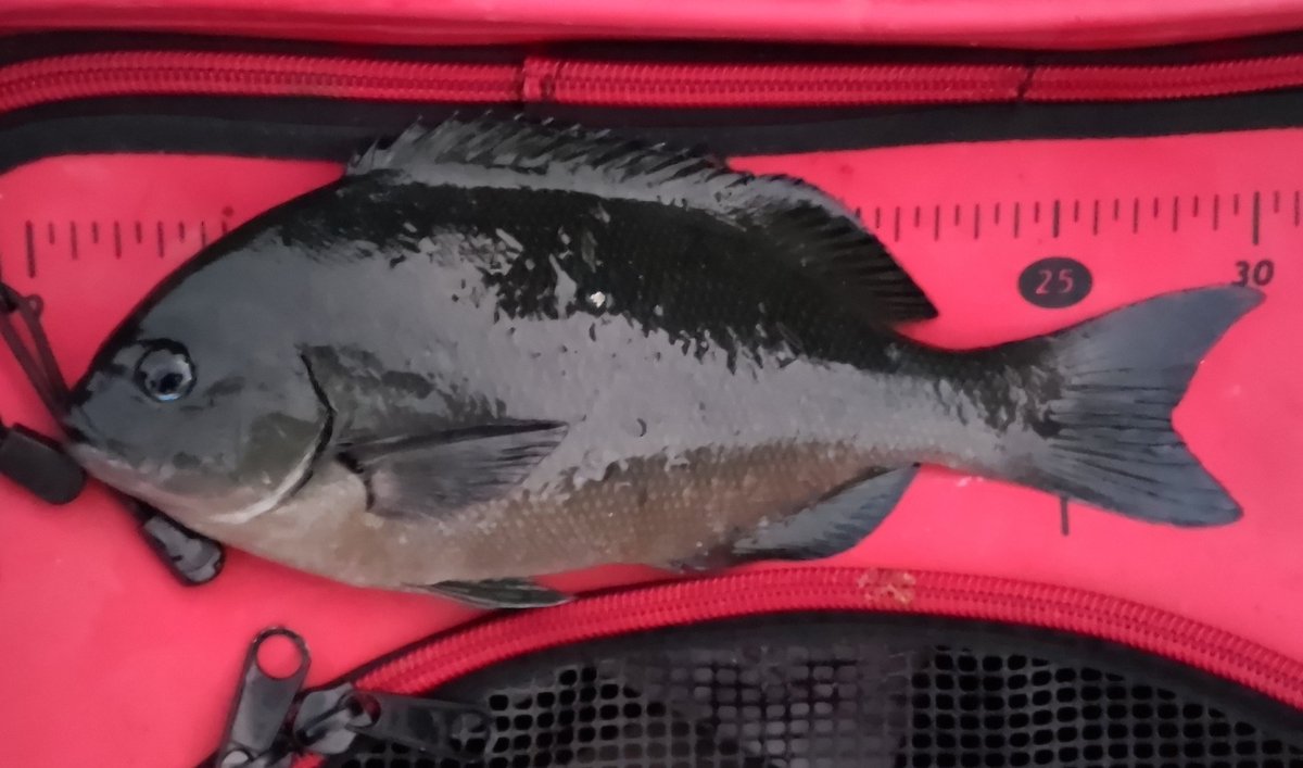 国府津でも青物厳しくなったので、フカセで陸平根へ

足元をショゴが通過（笑）

メジナは30縺れまで

ルアーかエギ持ってくるか？？？