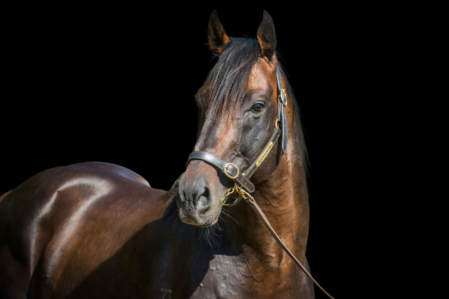 VALE-Levendi
The 2018 ATC Australian Derby winner Levendi has died following complications from colic.
Levendi had 5 wins in 18 starts and more than $1.7 million in prize money.