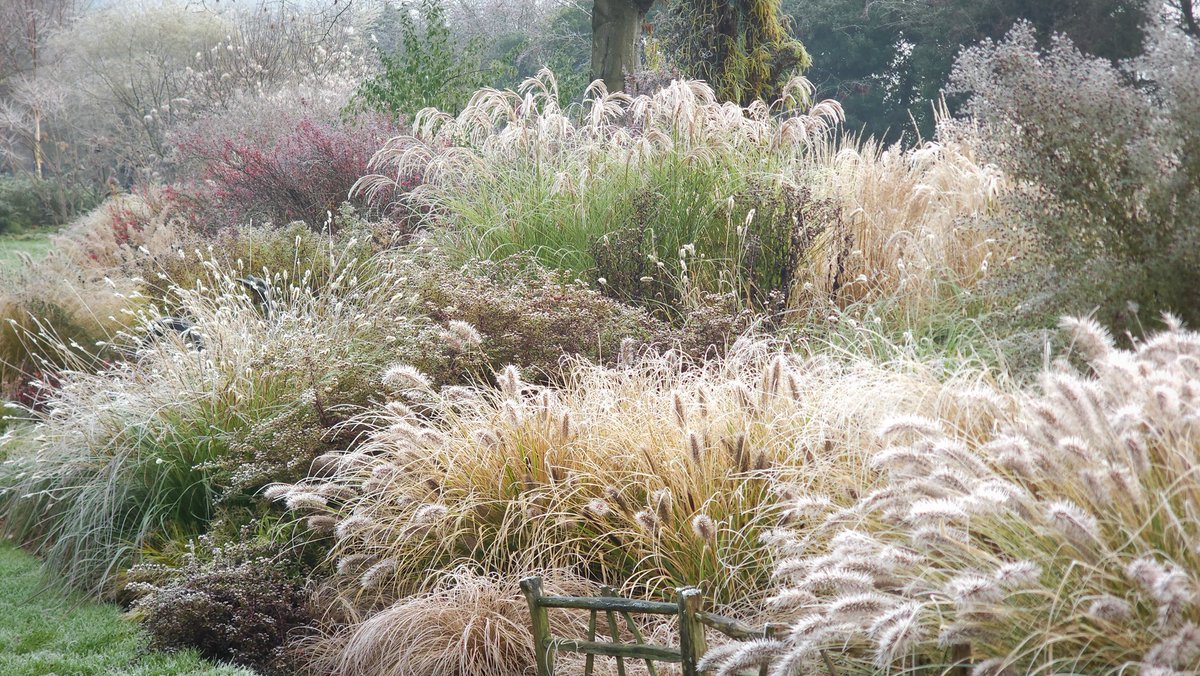 The grass border this morning.
<a href="/JohnsGardenAsh/">John's Garden</a>