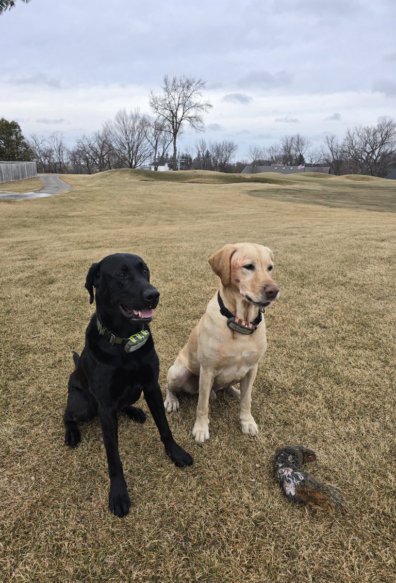 SuperTimG132's tweet image. I got the Tracktive after getting frustrated with airtags constantly..after using them for awhile and being able to go right to their location they must have figured out I knew exactly where they were because they got better at forgetting to not follow their noses and stay by me!