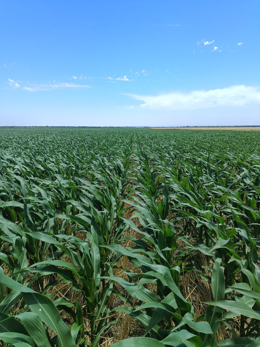 38°C y el tipo hecho una lechuga. Un poco despeinado por el viento nomás.

#Maíz de 1° bajo #riego , en el Chaco árido de San Luis. 
 BRV8421PWUE, F.S. 8/10.
#brevant