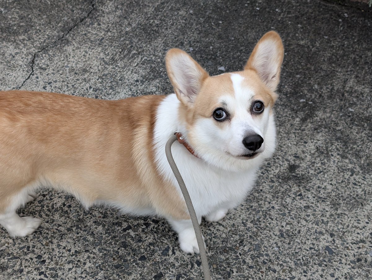 guzuppe's tweet image. 今朝は雲に阻まれ眺望はこんな感じ。さて、朝飯を食べに戻るか
#pixel9pro #corgi