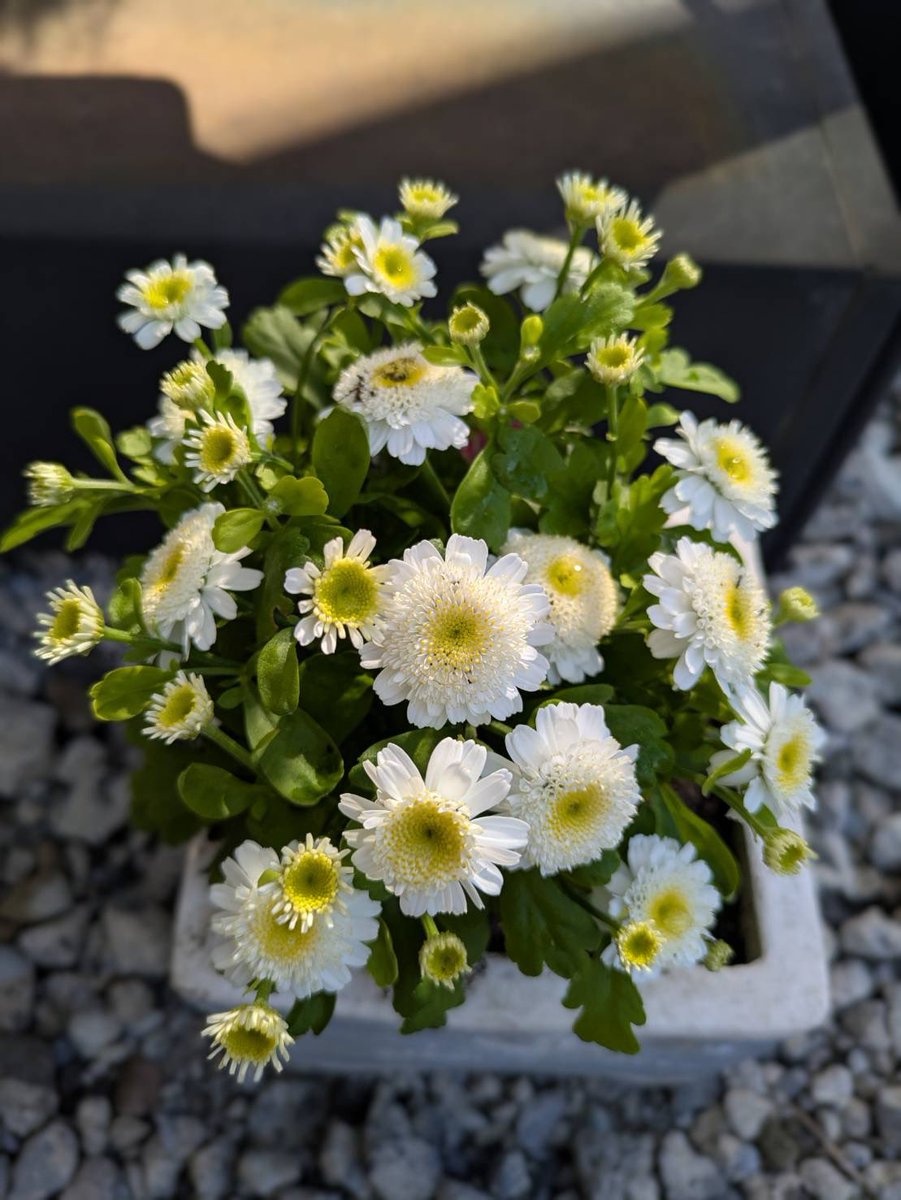 No1_nonon's tweet image. おはよう世界✨
今日もいろんな人と繋がり隊🍁