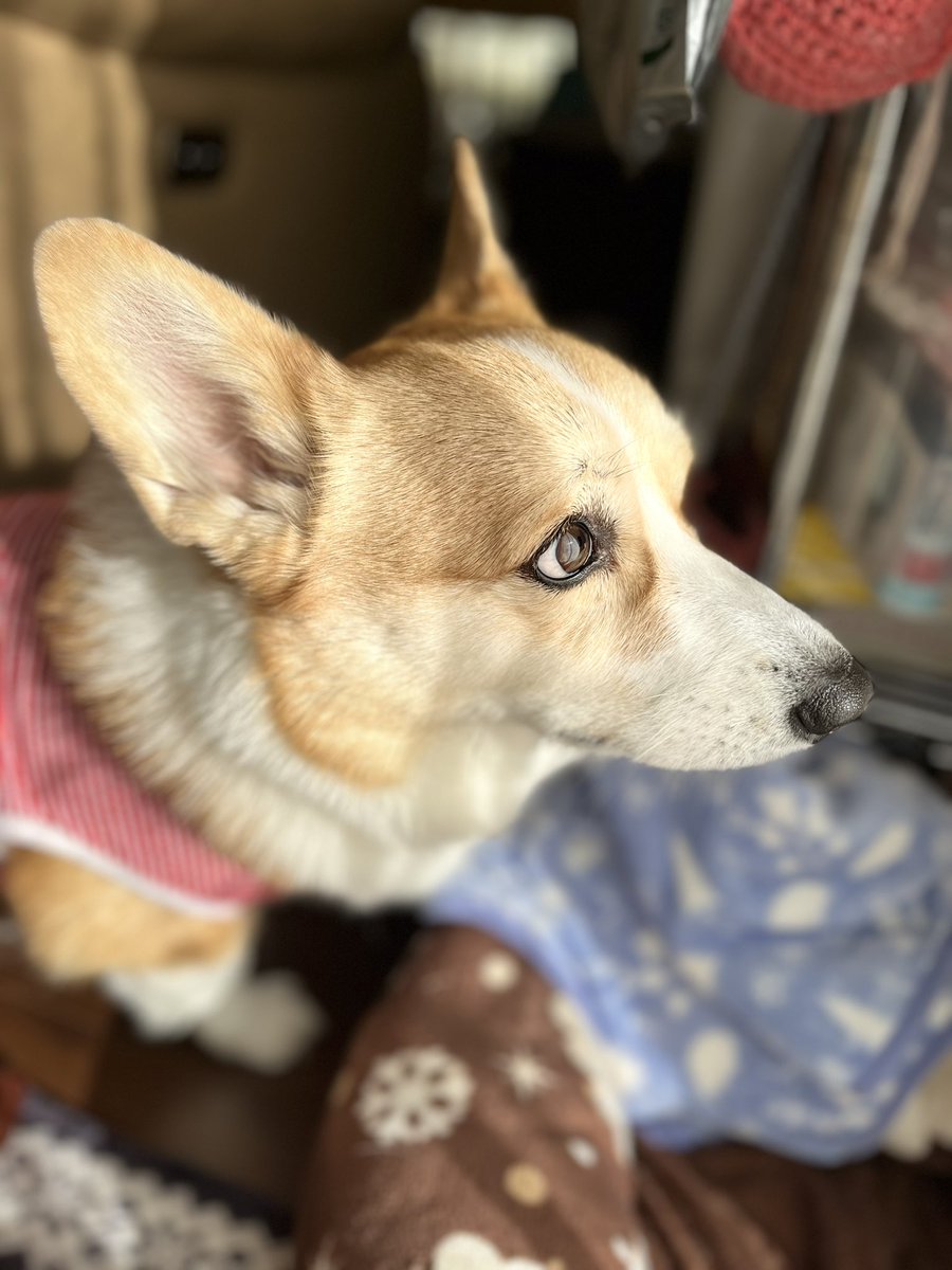 IQOXyLyFTg5E7z1's tweet image. 何に心奪われてるの❓🥰🥰

 #コーギー  #いぬのいる暮らし  #corgi  #笑顔  #わんこ