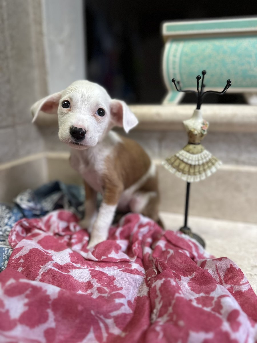 Alguien podría darle hogar temporal solo dos semanas a Aurelia? Por favor

Yo ya tengo listo su alimento y sus latitas de comida

Yo regreso el 15 de diciembre y puedo recogerla ese día

Es muy pequeñita 

Esto es en CDMX