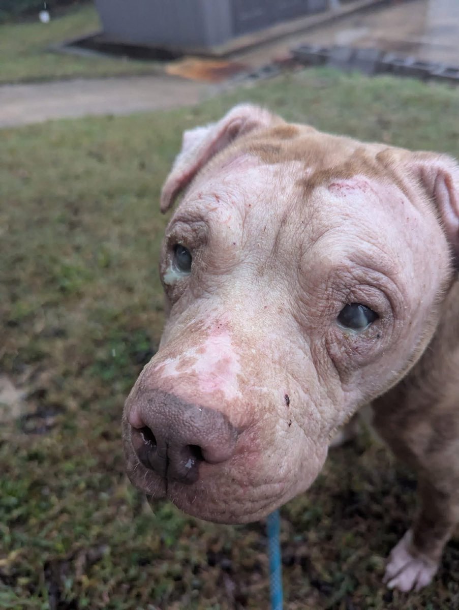 This sweet guy has been through so much and survived being left with no food and no one to love or care for him. Big Boy is truly a mircle and he needs us to help him get medical care and hopefully a furever home that will cherish him. Please pledge and retweet Big Boy!