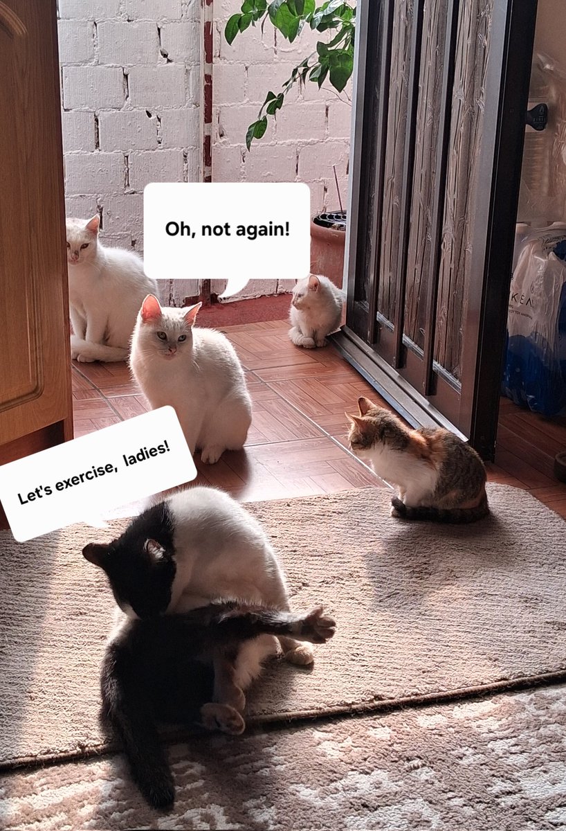 KKPoliti's tweet photo. Cats 🐈 https://t.co/0taA7WaNcS