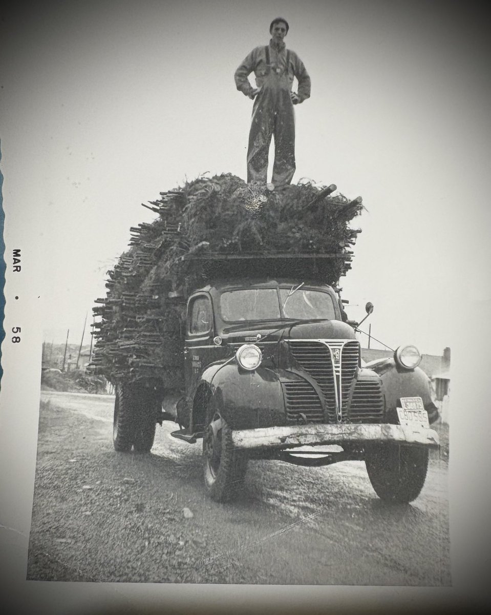 Family Tradition! Here is Uncle Eddie in 1958 hauling Christmas Trees off of Gogo Mountain! You can now come up and cut any tree you desire AND grab a CD and some of my hot sauce! Hope to see you soon! <a href="/NanaimoLocal/">Nanaimo Local</a>