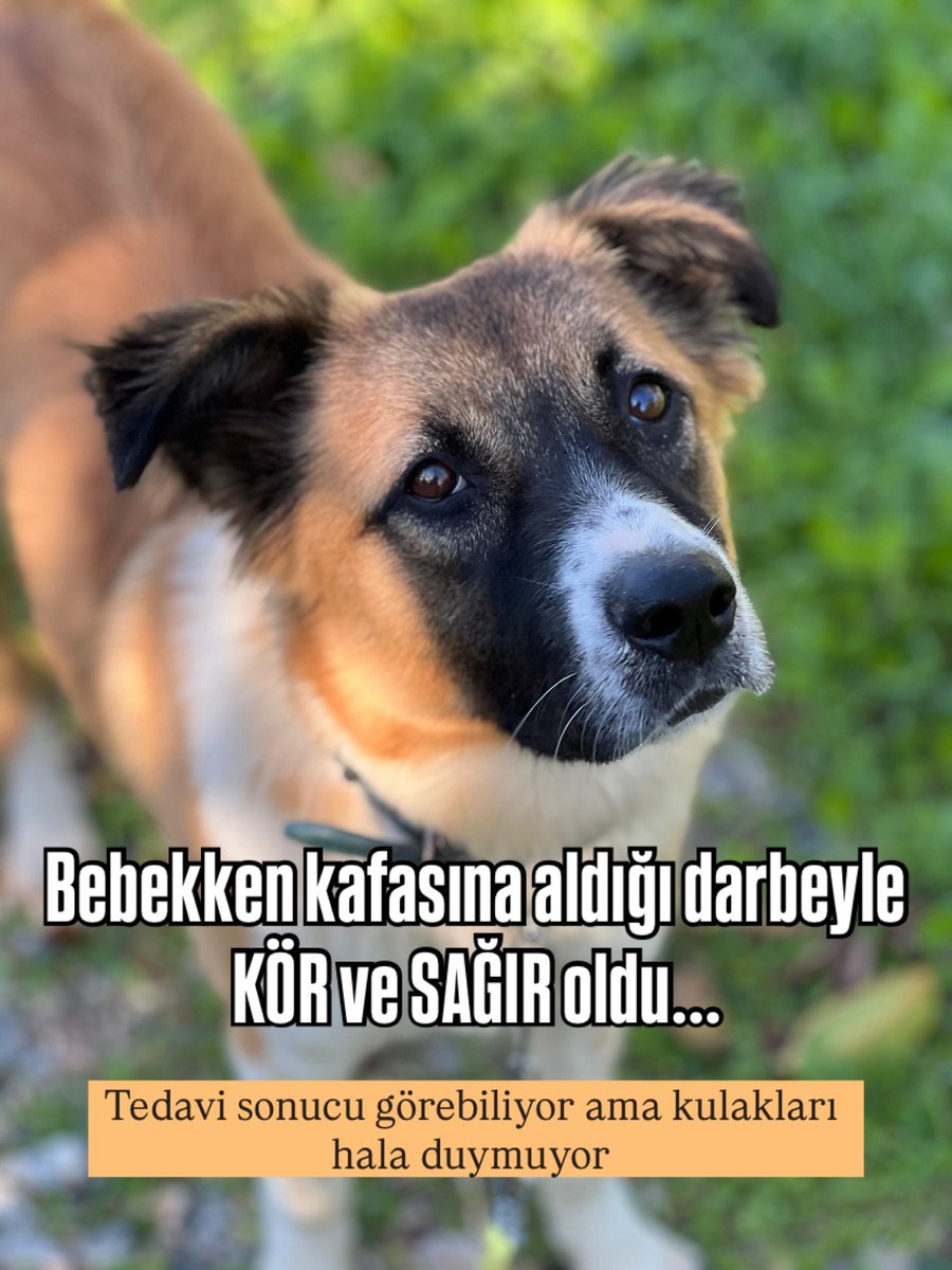 zllktlr's tweet image. &quot;PETİTO
Petito, 10 aylık, dişi, kısır değil, orta ırk, artık görebiliyor ama kulakları hiç duymuyor. Diğer köpeklerle arası iyi.
İZMİR’de ömürlük ailesini arıyor   #engellicanlaraöncelik Sahiplenmek için iletişim: @rickmortyandpickle  facebook.com/photo?fbid=101…