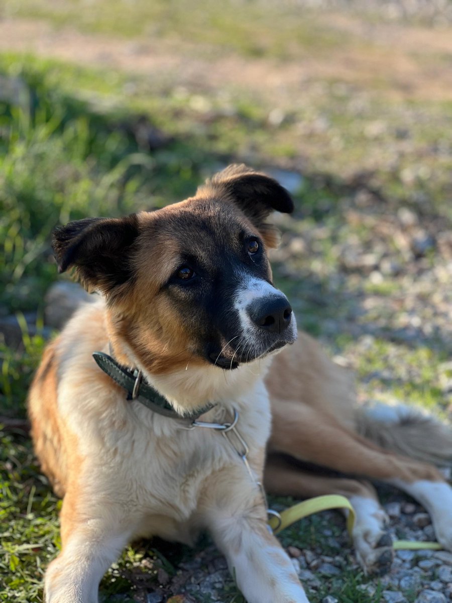 zllktlr's tweet image. &quot;PETİTO
Petito, 10 aylık, dişi, kısır değil, orta ırk, artık görebiliyor ama kulakları hiç duymuyor. Diğer köpeklerle arası iyi.
İZMİR’de ömürlük ailesini arıyor   #engellicanlaraöncelik Sahiplenmek için iletişim: @rickmortyandpickle  facebook.com/photo?fbid=101…