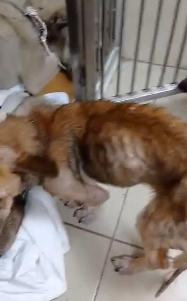 Dogs4Rescue's tweet image. This is Liberty who arrives with tomorrow. She was plucked from. Turkish kill shelter in an emaciated state. She’s back to good health but now she needs the chance of rehabilitation so she can go on to live a happy life. Our dogs and team will be there for her every step of the…