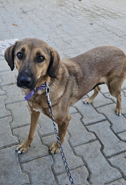 Dogs4Rescue's tweet image. This is Liberty who arrives with tomorrow. She was plucked from. Turkish kill shelter in an emaciated state. She’s back to good health but now she needs the chance of rehabilitation so she can go on to live a happy life. Our dogs and team will be there for her every step of the…