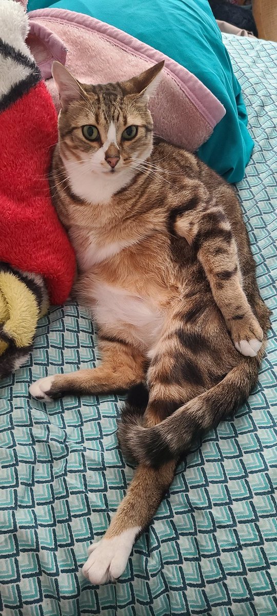 Snickers is happy and spoiled, my community keep gifting him Churu treats too which makes him such a chunky kitty 😂 Tried giving him a diet but then he goes and eats my roommates cats food 🙄