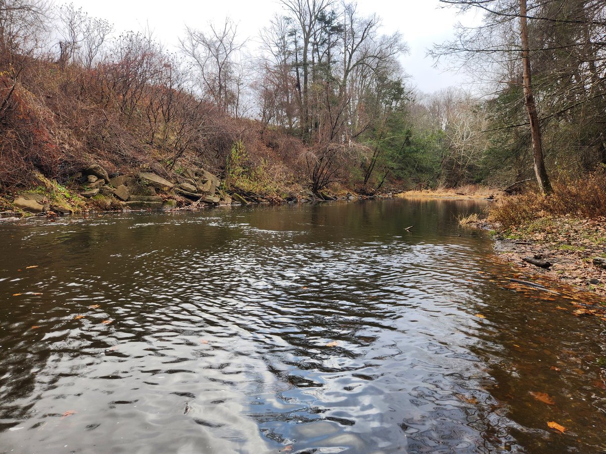 David Webb tweet media