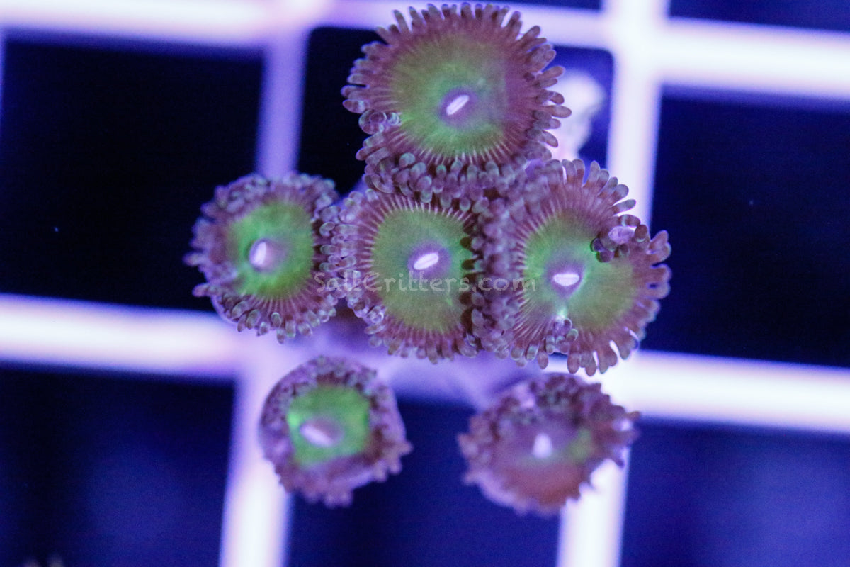 SaltCritters's tweet image. Transform your reef into a showstopper with Zoanthid Coral F179! Bursting with wild colors and lively vibes, it&apos;s the star your underwater world has been waiting for! 🌟 #ReefLife #CoralBeauty saltcritters.com/products/zoant…
