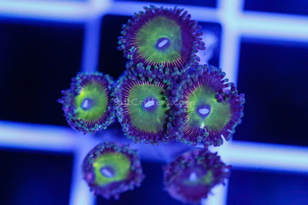 SaltCritters's tweet image. Transform your reef into a showstopper with Zoanthid Coral F179! Bursting with wild colors and lively vibes, it&apos;s the star your underwater world has been waiting for! 🌟 #ReefLife #CoralBeauty saltcritters.com/products/zoant…