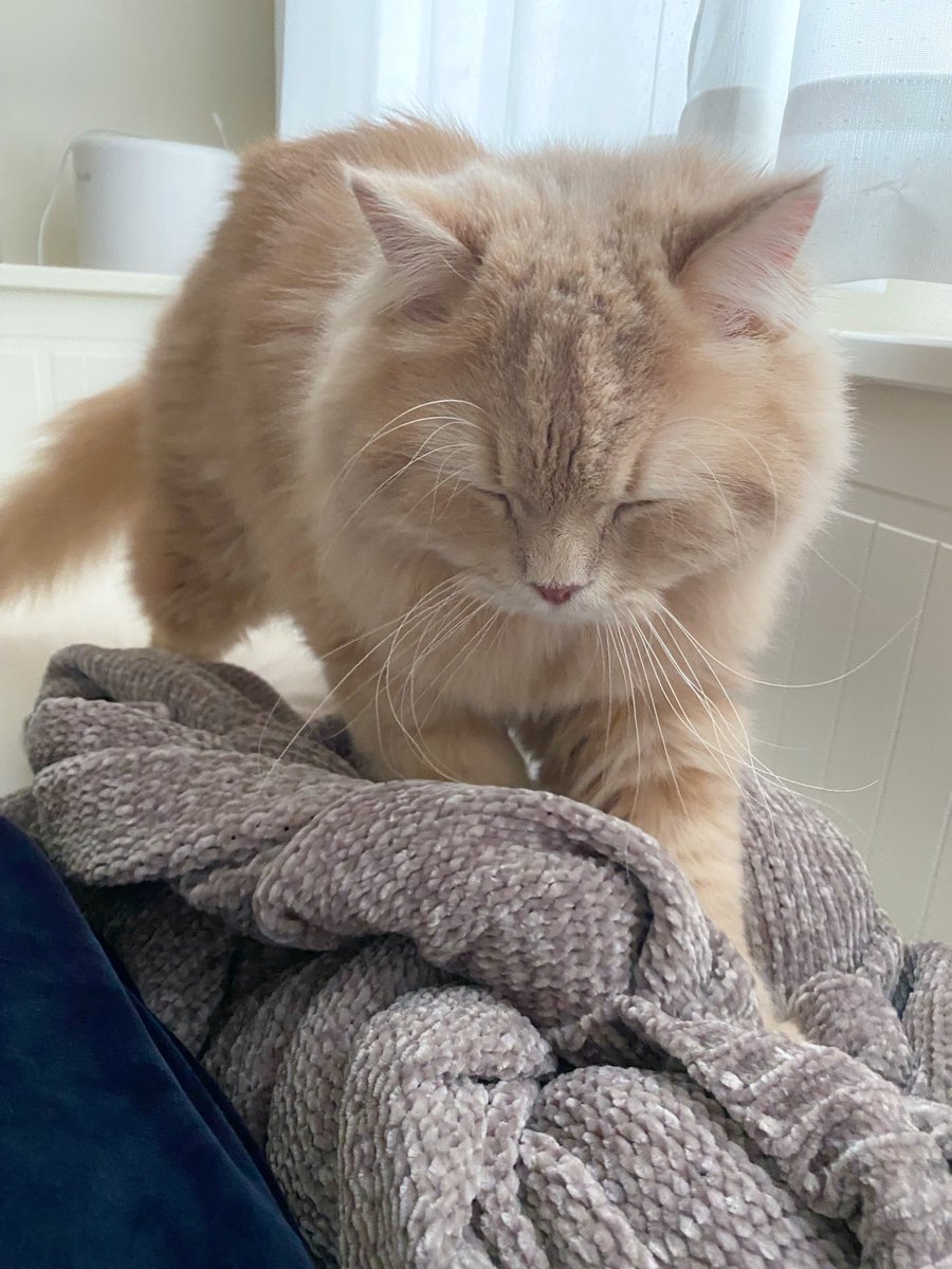 ____tukimineko's tweet image. 寝ぼけながらふみふみしてる