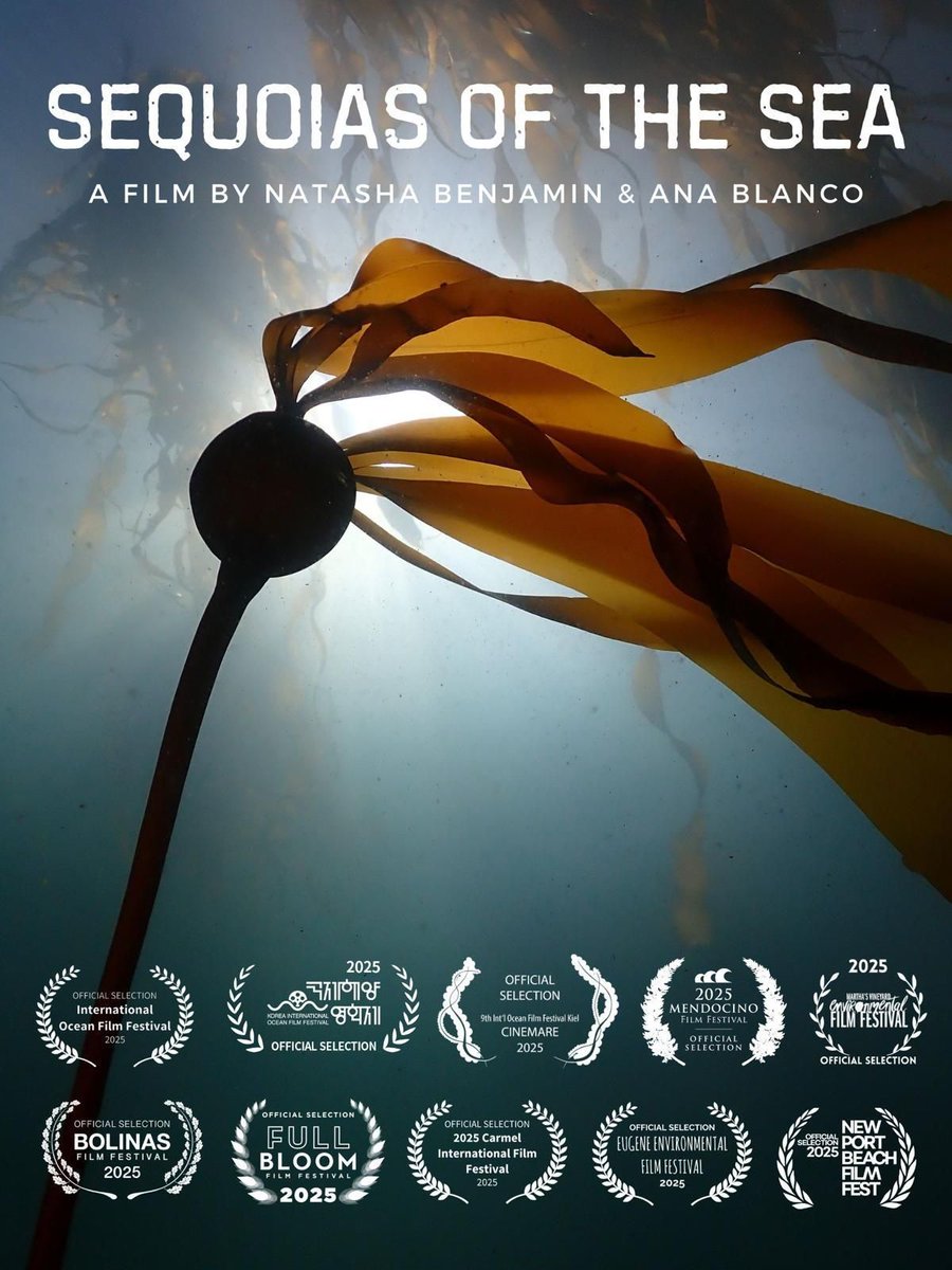 Salty_Cin's tweet photo. Salty Cinema's headliner film, Sequoias of the Sea, uncovers the cultural, ecological, and economic toll of losing California’s kelp forests—and the fight to rebuild them. 🌊

RSVP in bio. 
Dec 3rd, 5-8pm

#SequoiasOfTheSea #MarineScience #ClimateAction #LaJolla #UCSD #SanDiego https://t.co/0yIuGTXH28