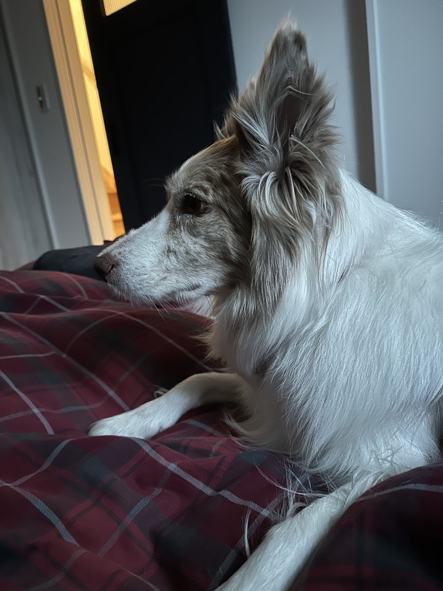 くまごろう (@lactbacillus) / Posts / X