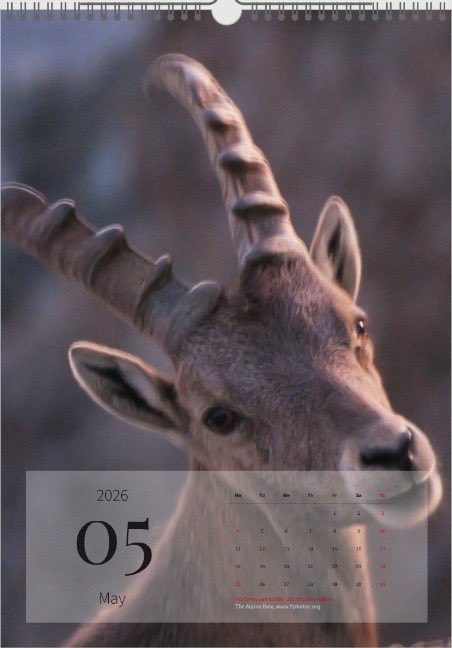 CALENDAR Alpine 2026 ~ Wildräume
fiphotos.org/product/calend…
* A fine art photo calendar
* 30cms x 45cms portrait calendar.
* Printed on glossy photo paper.
* Images captioned with mountain name &amp; height
* For Christmas before 10 Dec
Thank you for your interest and support x
🏔️ 🦌 📸