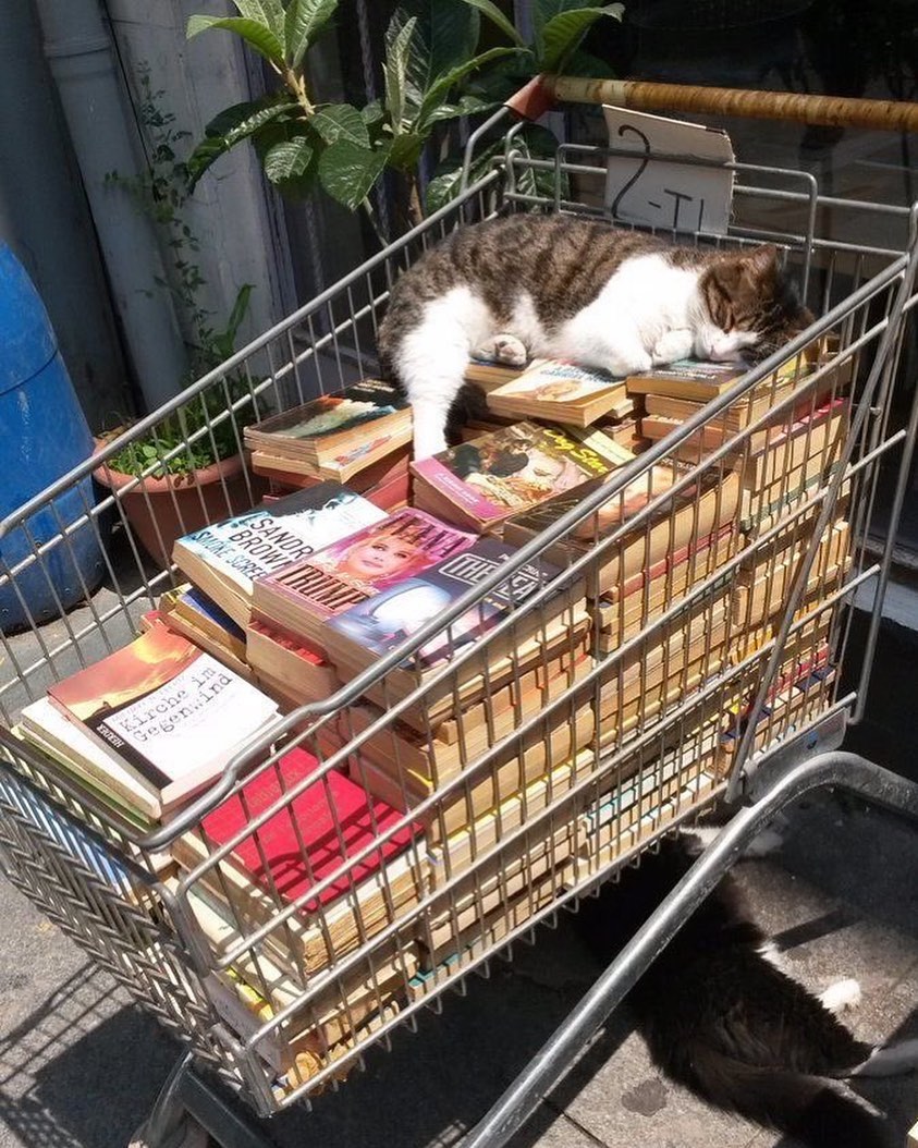 PunchingCat's tweet image. 