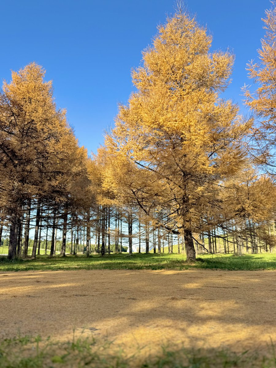 ふぅ-ふぅ (@fuusuke_22) / Posts / X