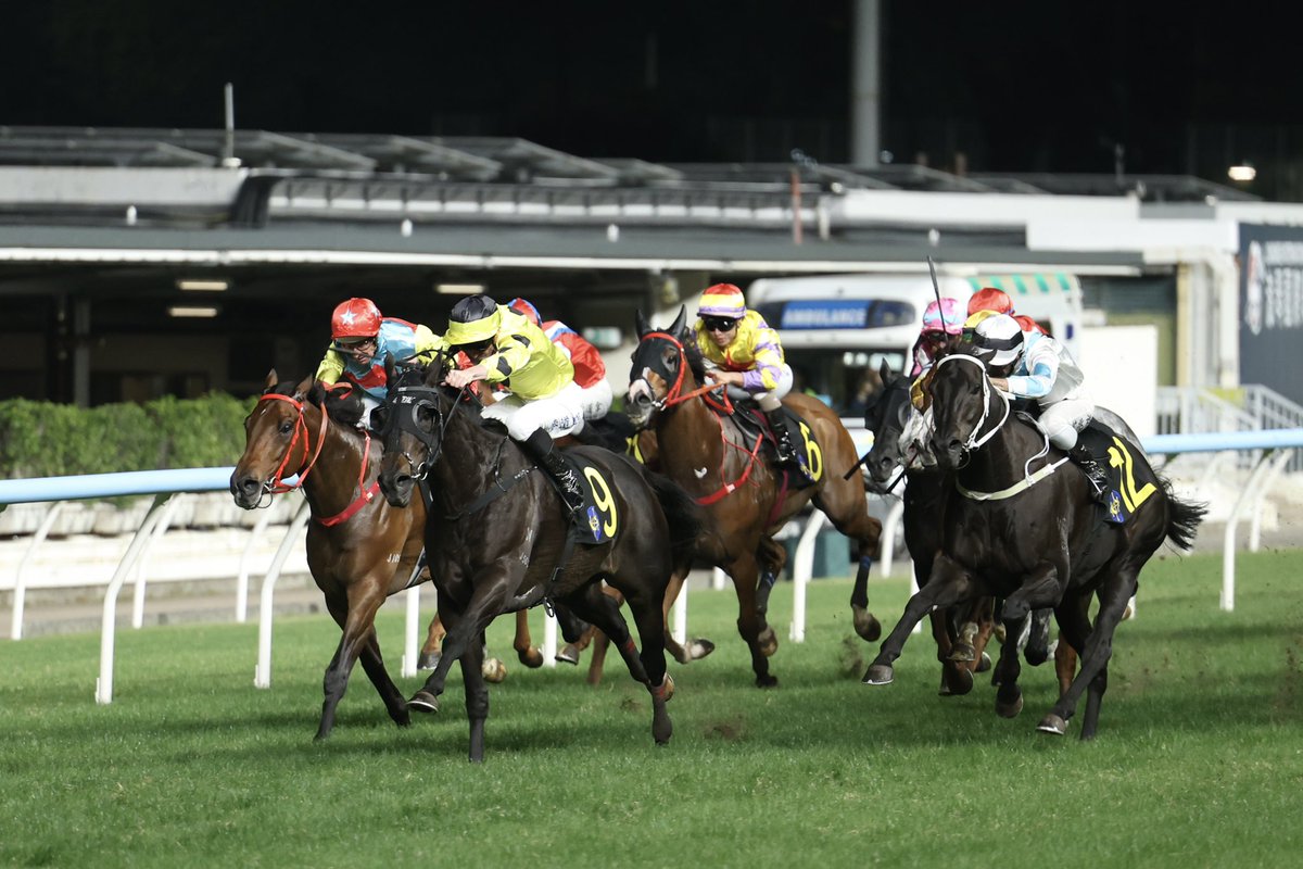 New Zealand Bloodstock tweet media