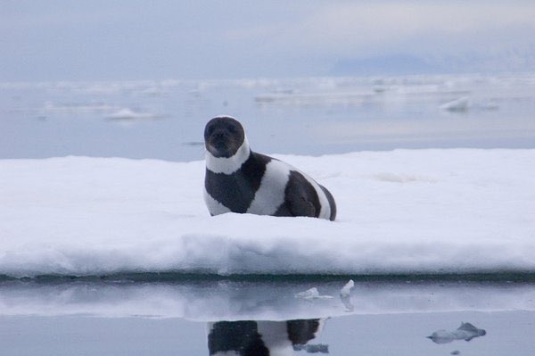 joehansen's tweet image. A rare male ribbon seal. 

 (Photo NOAA)