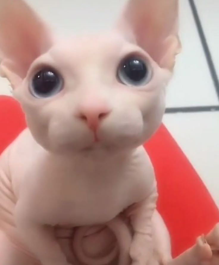 𝕲𝖔𝐝ᅠ𝓖𝒊𝒗𝖊𝐧. tweet media