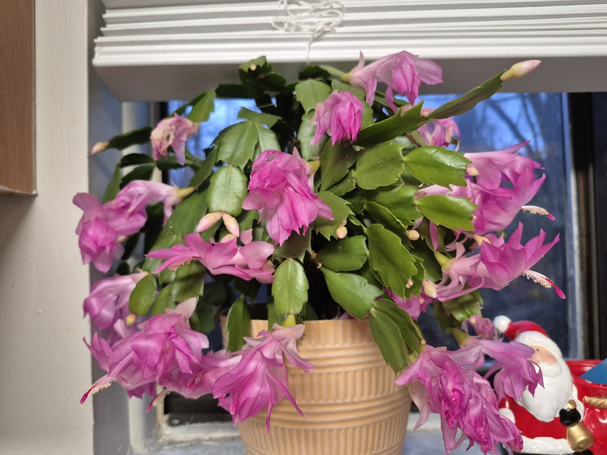 JoshCIsMe's tweet image. My Christmas cactus is showing out.