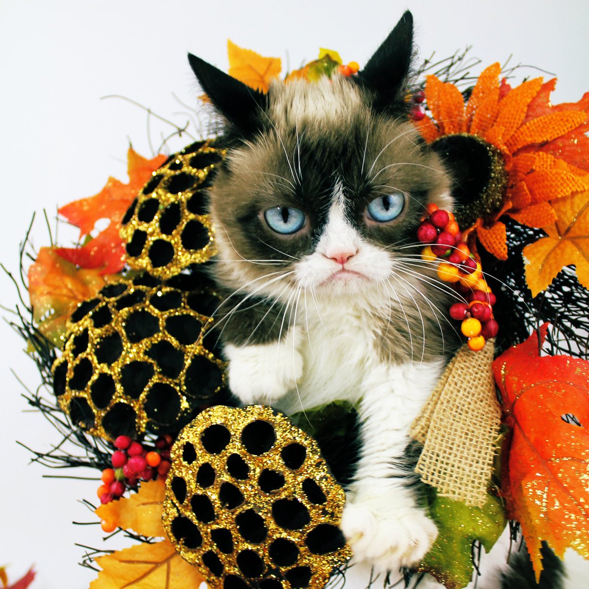 Post by Grumpy Cat on X: 🦃 😾, image size:1200x1200