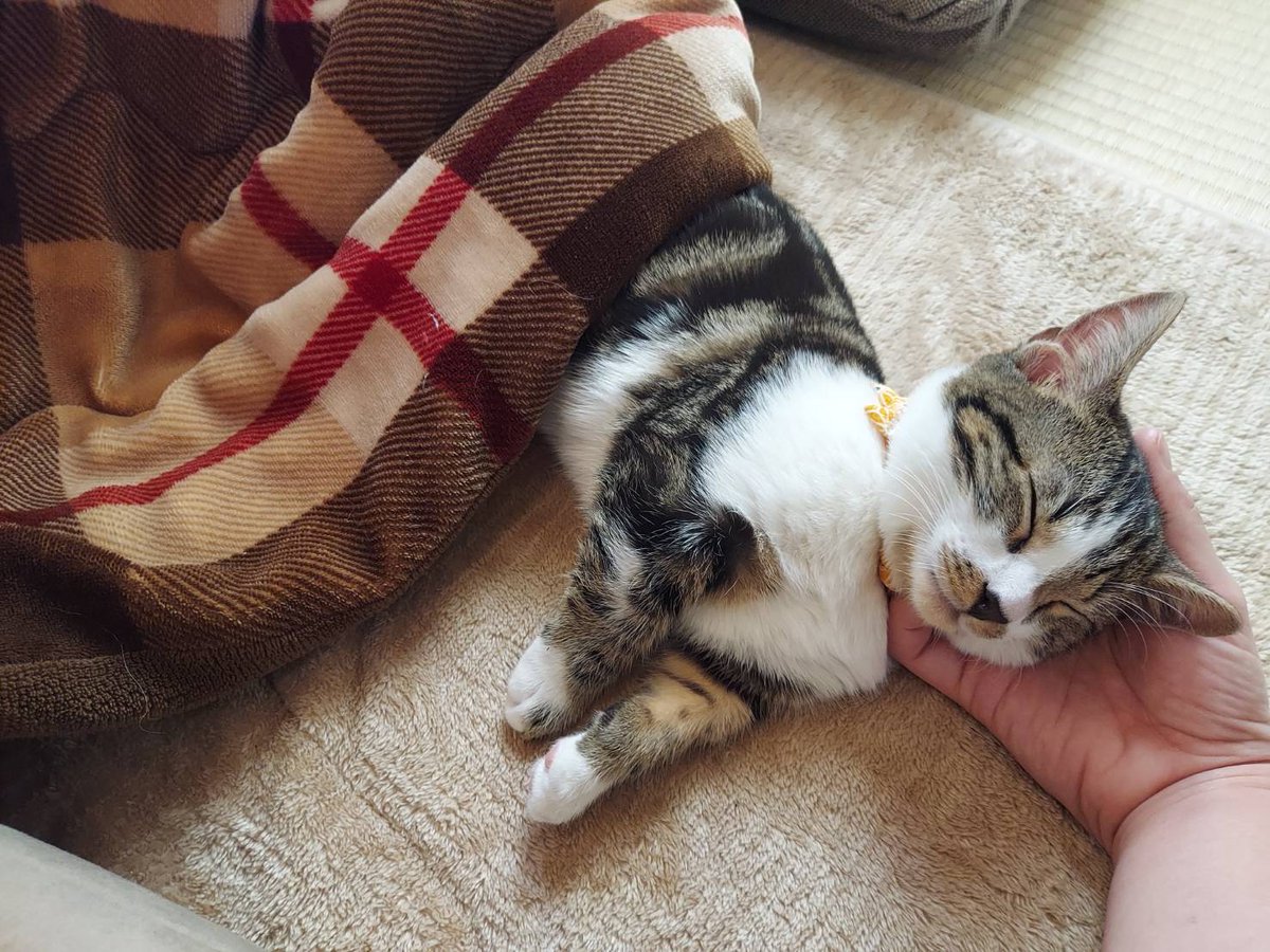 takezousususu's tweet image. 11/27　しじみさんのおうち記念日なので、我が家に来た頃の写真を。あの頃は素直で可愛かったし鼻も黒い。今は生意気で可愛い。
長生きしてくださいね。