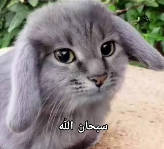 bunicake's tweet image. احسني صرت عجوز رسميا زي ماكانو يشوفو الحيوانات بالفوتوشوب ويصدقو صرت اشوف فيديوهات AI وما الاحظ واقعد اضحك او اقول كيف بعدين انصدم بالتعليقات انه ذكاء اصطناعي