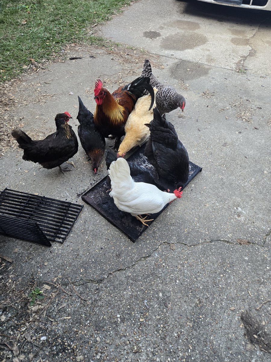 D7Homestead's tweet image. Easy way to clean the grill