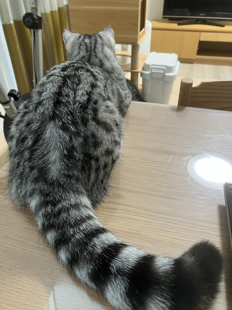 MarutoMoru102's tweet photo. 朝食中テーブルに邪魔が入らないように警備してくれました。😺
#子猫　#猫　#猫のいる生活 https://t.co/5rpo0eHhx4