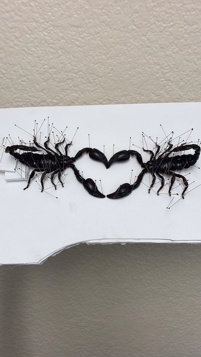 Autopsyr0tica's tweet image. All’s fair in love and alien courtship