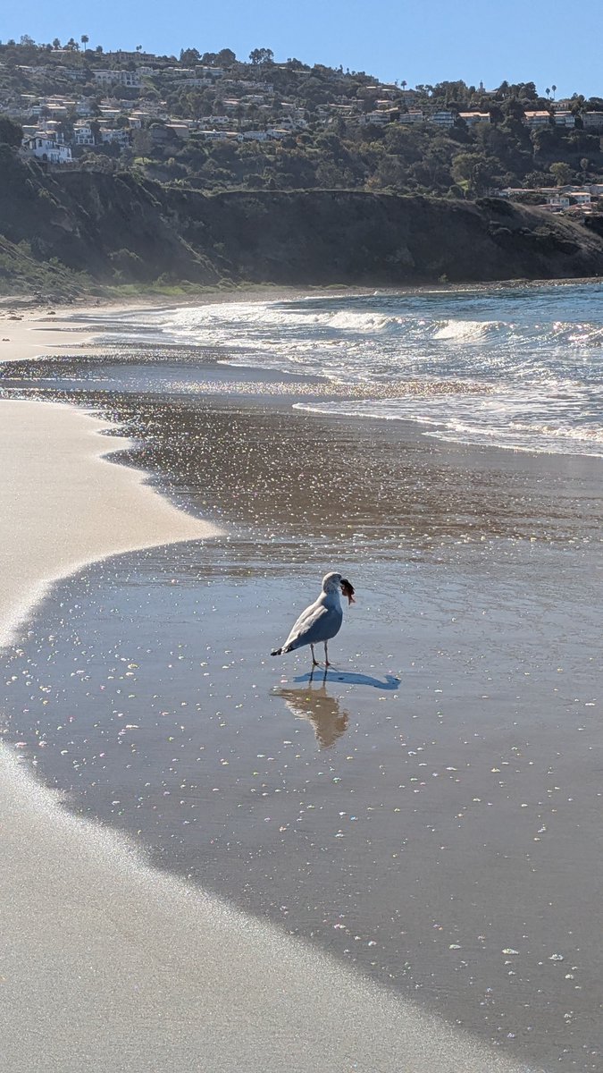 Mathieu Cailler tweet media