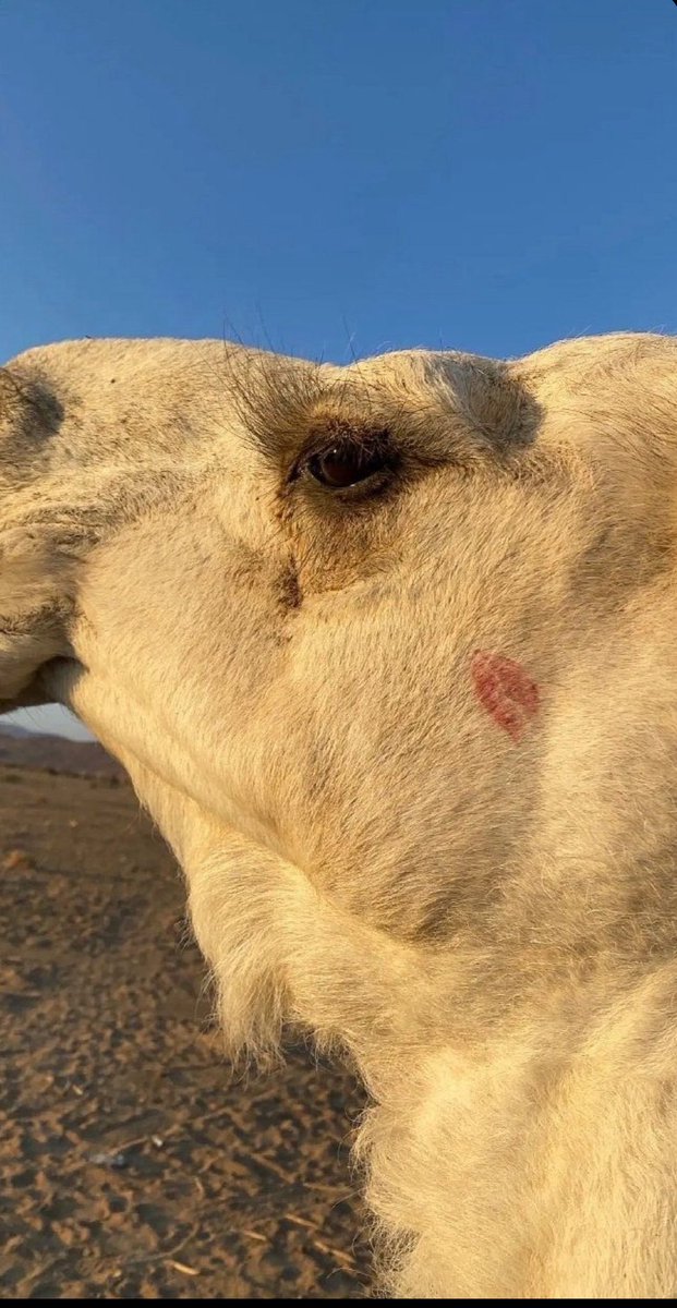 alroqih511's tweet image. البل مرض لمروجـين .. الإشاعة
وعلاج لـ صدور الرجال المشاكيل

ودك تحب خشومها كل سـاعه
ولاتحب خشوم بعض الرياجيل

لـ حزمي سعد .. 

( أمة الناقة والجمل ) 🐪🤎
#السعودية_العظمى  🇸🇦💚