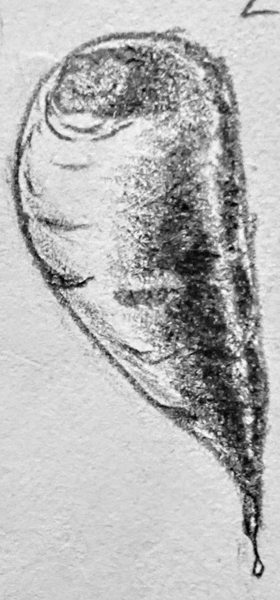 Ricoboydragon13's tweet image. Sketches and hatching shading of some Carrots. Wasn&apos;t that hard ✨🥕
#sketchart