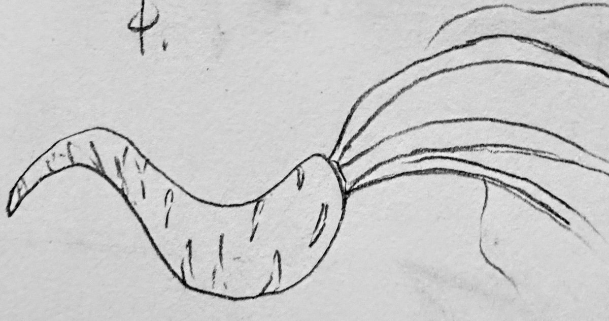 Ricoboydragon13's tweet image. Sketches and hatching shading of some Carrots. Wasn&apos;t that hard ✨🥕
#sketchart