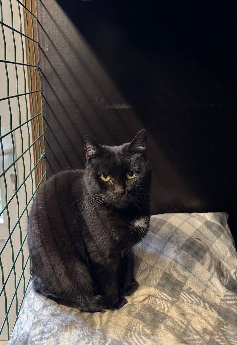 💜🐱 ATĒNA MEKLĒ MĀJAS
Esmu Atēna — klusa, gracioza kaķpēdiņa, kas mīl mieru un cilvēku tuvumu. Pacietīga un gatava pamazām uzticēties. Sadzīvoju ar citiem kaķiem un meklēju mīļu māju. 🐾💜
Dz. 2021.
MČ 428094400003044
📞 29678601
#ķepuķepā